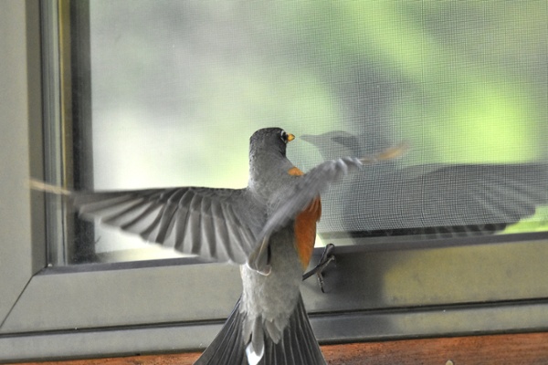 How to Stop Birds From Flying Into Windows